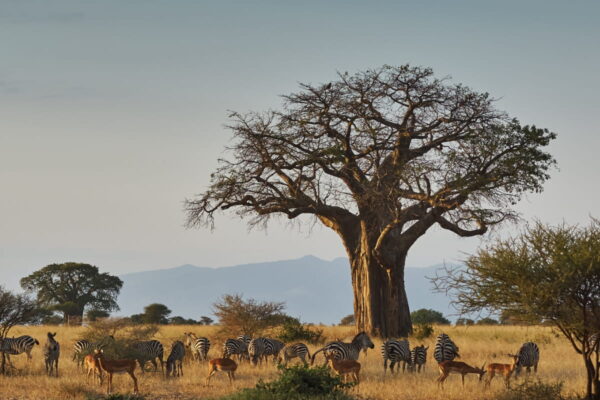 5-Day Exclusive Tanzania Private Safari