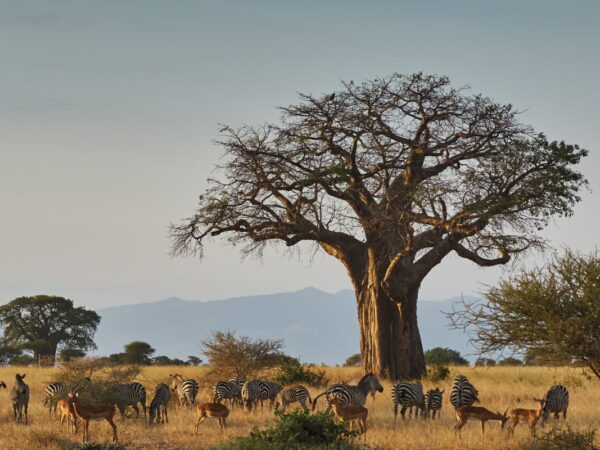 5-Day Exclusive Tanzania Private Safari
