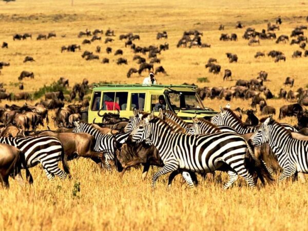 6-Day Budget Friendly Migration Safari Experience