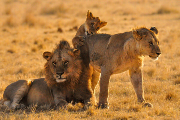 6-Day Tanzania Mid Range Safari