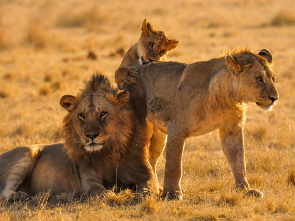 6-Day Tanzania Mid Range Safari