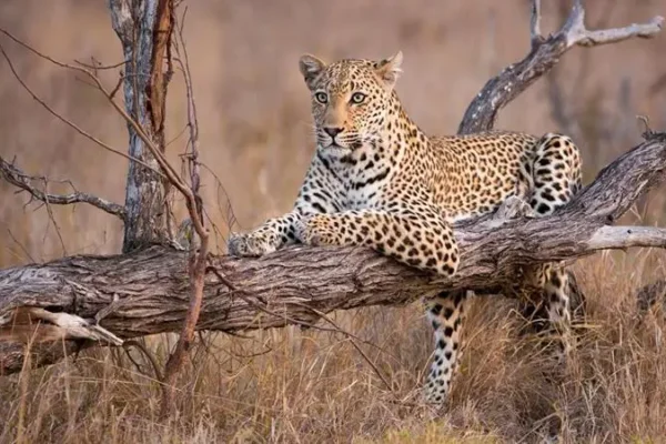 9-Day Tanzania Northern Circuit Mid-Range Safari