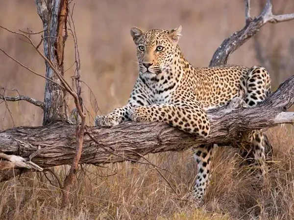 9-Day Tanzania Northern Circuit Mid-Range Safari