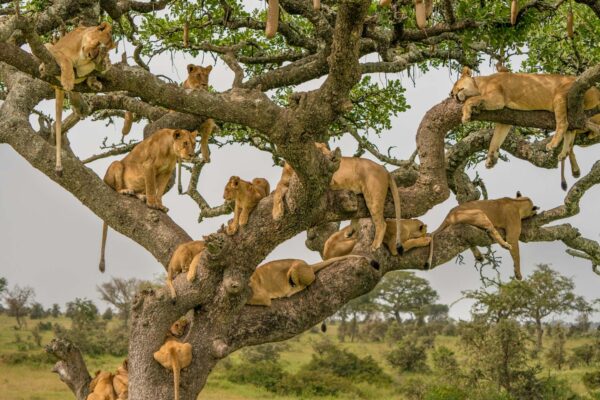 3-Day Serengeti and Ngorongoro Luxury Safari