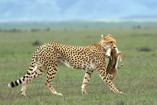 4-Day Best Tarangire, Serengeti & Ngorongoro Safari