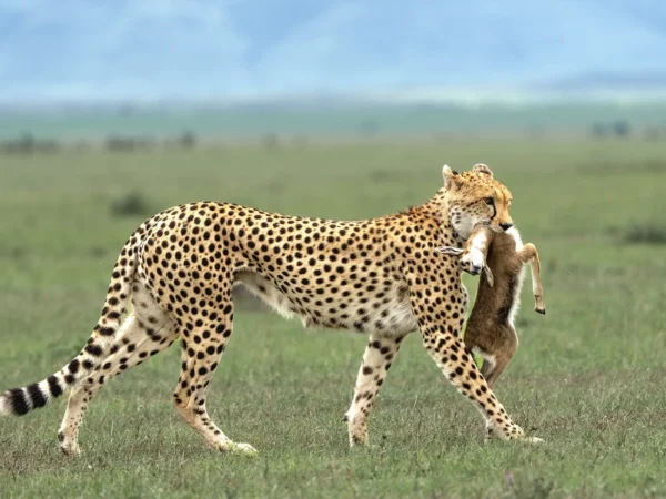 4-Day Best Tarangire, Serengeti & Ngorongoro Safari