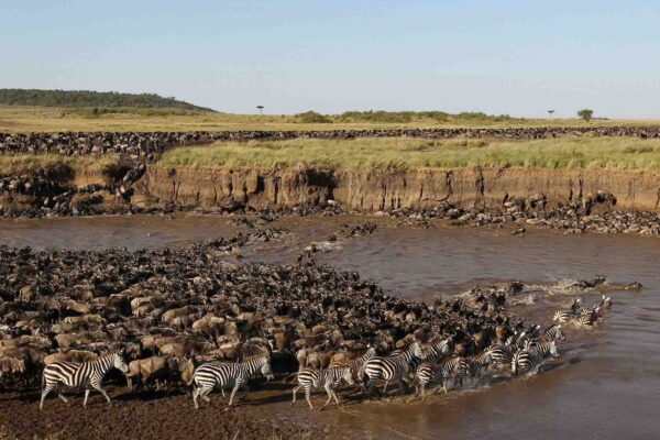 8-Day Lake Natron & Migration Crossing Safari