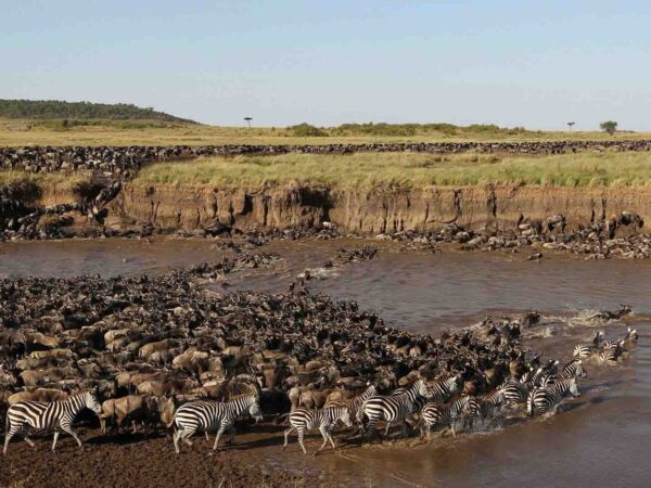 8-Day Lake Natron & Migration Crossing Safari