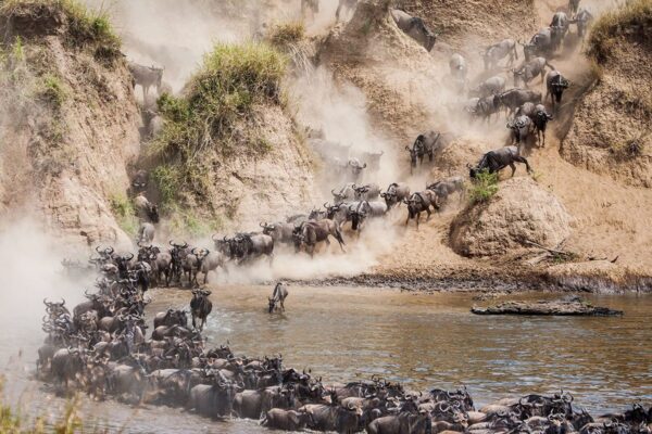 5-Day Great Migration at the Mara River Crossing